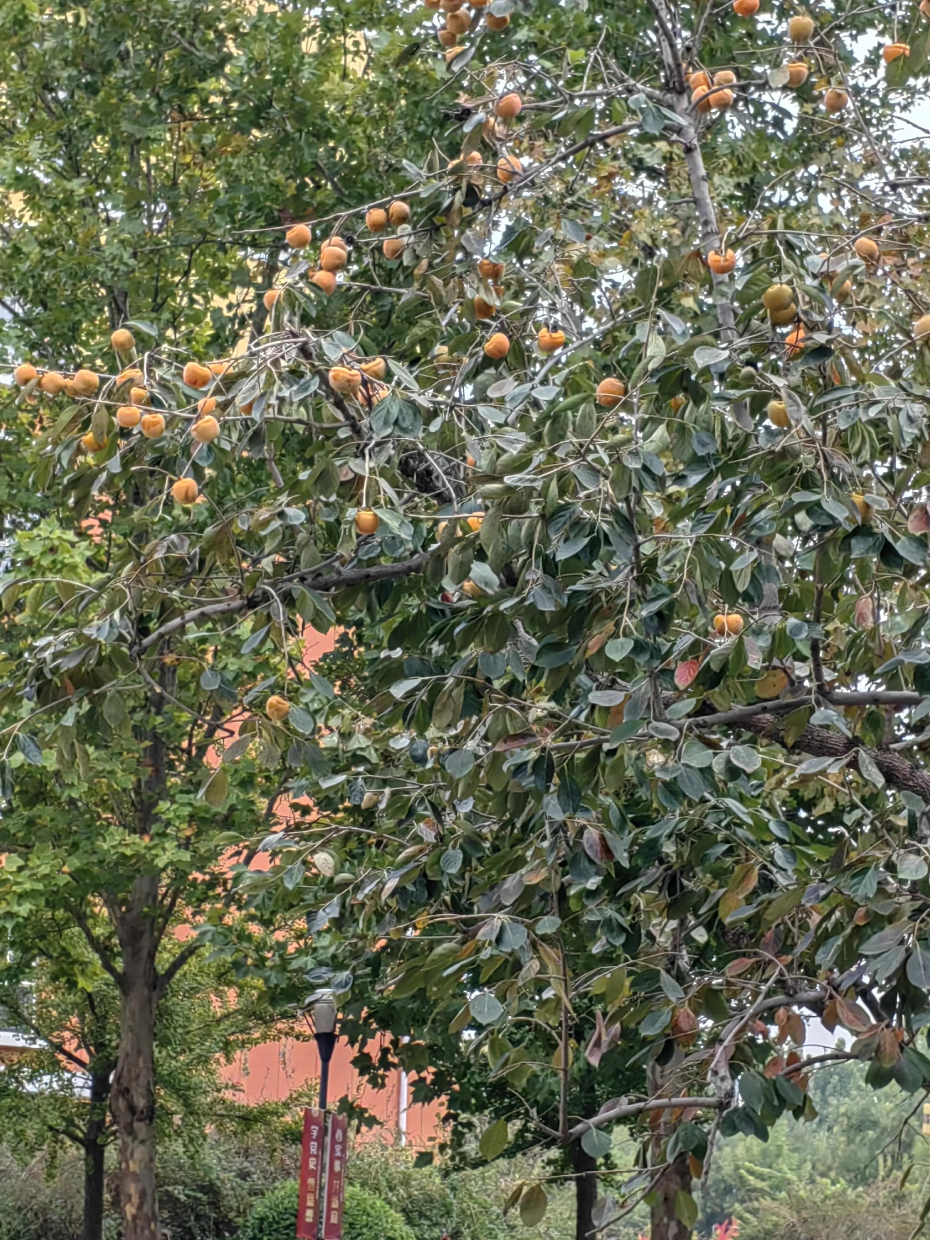 沧州之声,播音稿里的城市风情